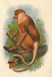 De neusaap, 1897