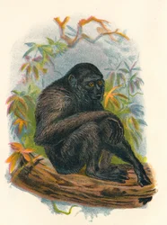 De Siamang Gibbon, 1897
