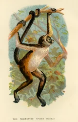 De bonte spin-aap, 1896