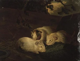 Primitieve Studie van Cavia