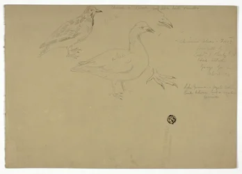 Schetsen van Vogels