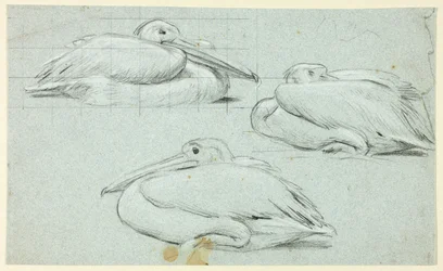 Drie schetsen van pelikanen