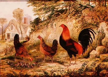 Haan, hennen en kuikens