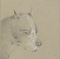Hoofd en schouders van een bokserhond