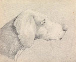 Hoofd van een foxhound, in profiel naar rechts