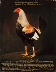 Gekke man, een berkenhaan