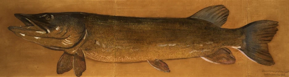Snoek