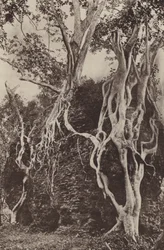 Verwoeste steden van Ceylon: Kotuwa