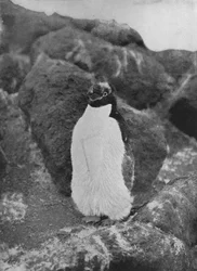 Een Ruiende Pinguïn, ca. 1911