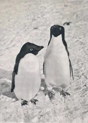 Een Paar Adélie Pinguïns, ca. 1911, 1913