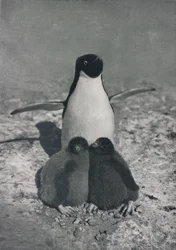 Een trotse moeder, ca. 1911, 1913