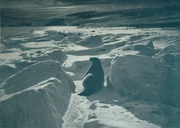 Een weddellzeehond op het strand, c1911, 1913