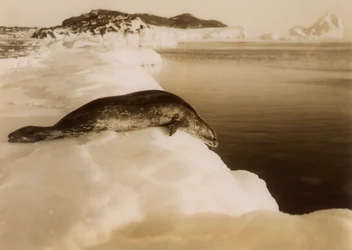 Een weddellzeehond op het punt om te duiken bij West Beach, Cape Evans, Antarctica, 1911