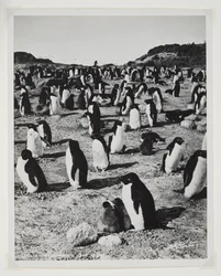 Adelie-pinguïns bij Kaap Royds