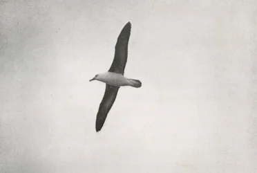 Albatros zwevend, c1910