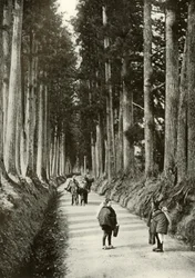 De Cryptomeria