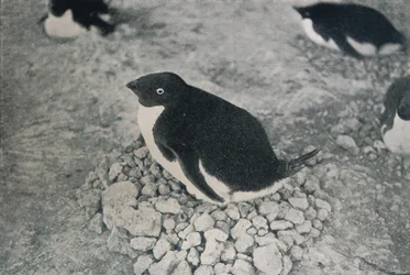 Deze pinguïn heeft een ijverige partner, c1911, 1913