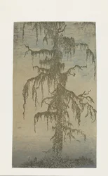 De Mossige Boom
