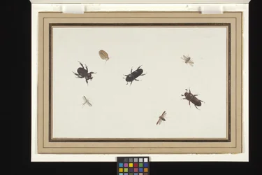 Studie van kevers en motten