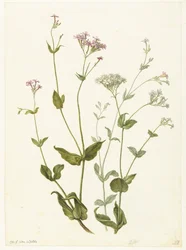 Bladder Senna en Rode en witte Viscaria of pekanjer