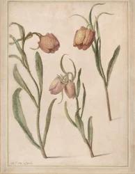 Studie van drie kievitsbloemen, 1683