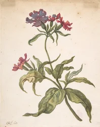 Studie van een rode koekoeksbloem Lychnis hirsuta, 1680