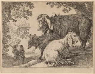 Angora schapen