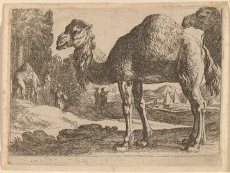 Kamelen