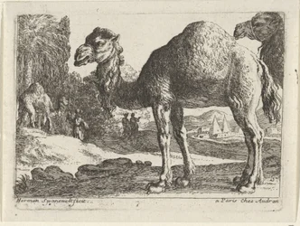 Kamelen Landschappen met dieren (serie titel)