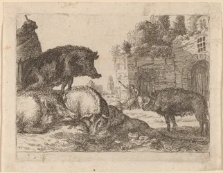 Varkens