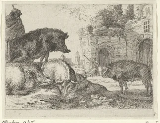 Varkens