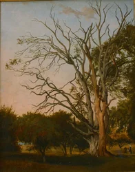 Boslandschap met een Dode Boom