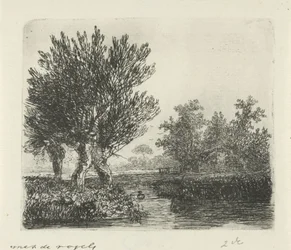 Drie knotwilgen aan een waterkant