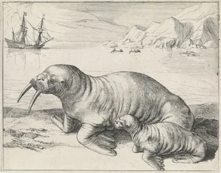 Walrus bij Spitsbergen