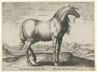 Paard uit Griekenland (Achivus) (Paardenrassen uit de Koninklijke stallen van Don Juan van Oostenrijk)