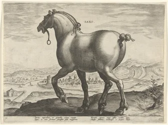 Paard uit Saksen