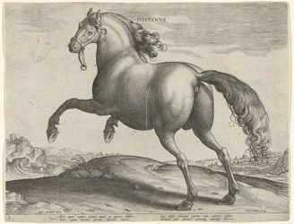 Paard uit Spanje