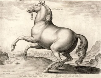 Gallicus uit de serie Paarden uit de Stal van Don Juan van Oostenrijk (gravure)