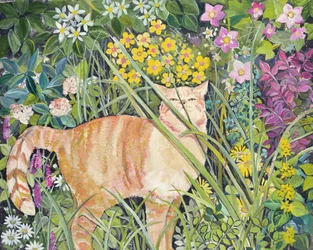 Kat en lang gras