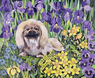 Peke in het Bloembed