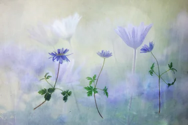 Dromerige blauwe anemonen