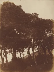 [Veld bij Bonaly].