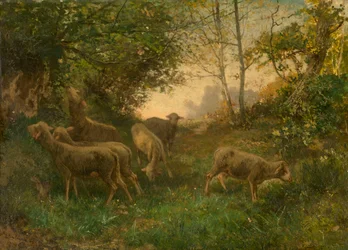 Schapen aan de rand van het bos