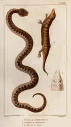 Aesping of Rode Adder, Skink uit apotheken, zijn hoofd gezien van boven. Fauna des Mdecins ou histoire des animaux et de leurs produits door Hippolyte Cloquet - Deel 6 - 1825