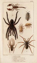 Amardille van de winkels, de Sascopte van de schurft, de Tarantula, de Araignee van schurft, de Mygale, de Schorpioen. "Fauna des Medecins of geschiedenis van dieren en hun producten door Hippolyte Cloquet" - Deel 6 - 1825.
