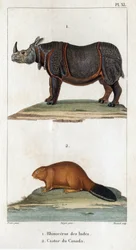 Indische neushoorn en Canadese bever. Fauna des Médecins of geschiedenis van dieren en hun producten door Hippolyte Cloquet - Deel 6 - 1825