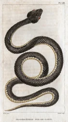 Voorstelling van de Trigonocephale - Speerpunt: reptiel. Plaat uit 