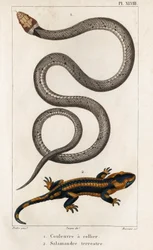 De gekraagde slang, landsalamander. 