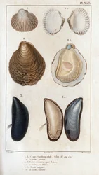De schelp, dezelfde open, de gewone oester, dezelfde open, de vulgaire mal, dezelfde open. Fauna van artsen of geschiedenis van dieren en hun producten door Hippolyte Cloquet