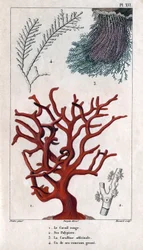 De Rode Koraal, zijn Polypiers, de Coralline officinale, een van de grove takken. in "Fauna van de Docks of Geschiedenis van Dieren en Hun Producten door Hippolyte Cloquet" - Deel 6 - 1825.